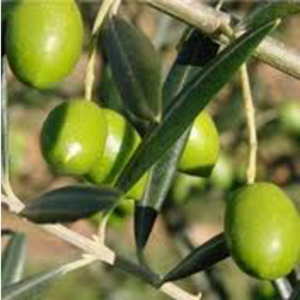 huile olive2.png